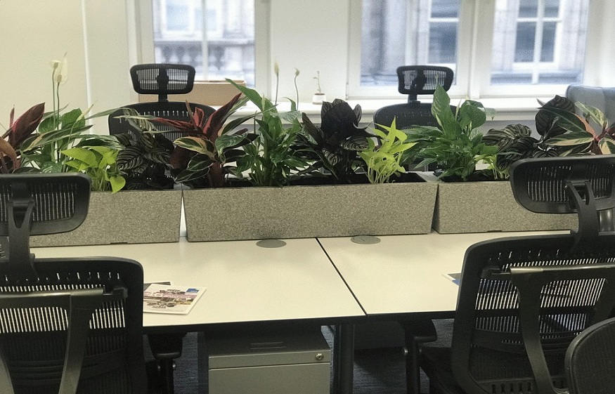 Having Plants in Your Office