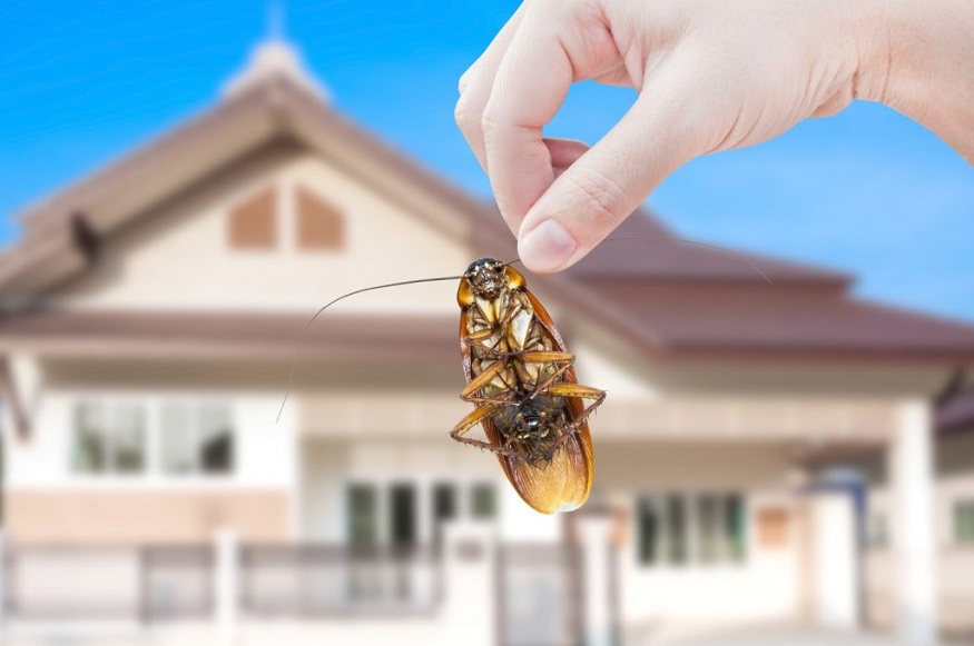 How does it benefit from hiring a Pest Control Company if you’re facing pest problems in your home or surroundings?