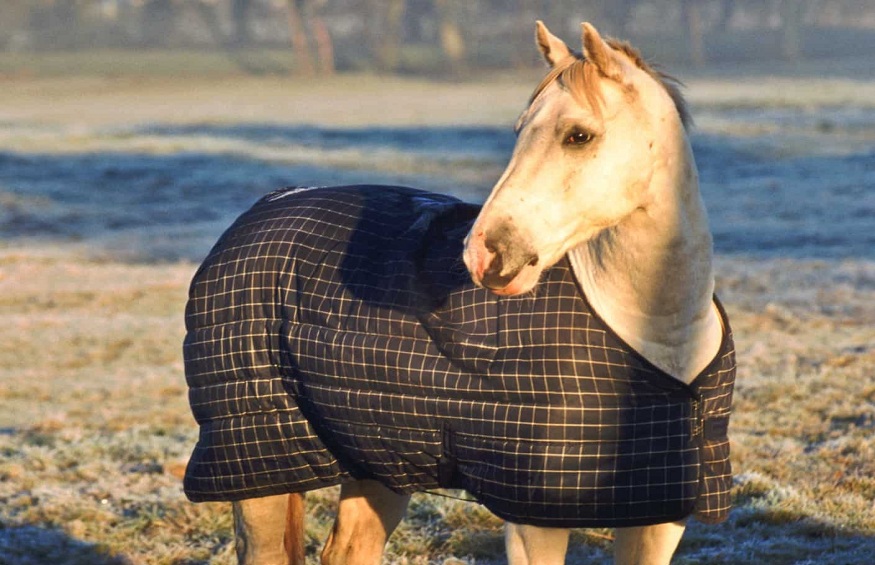 Benefits Of Blanketing Your Horse In Cold Weather