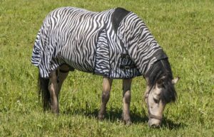 Needs A Horse Fly Rug