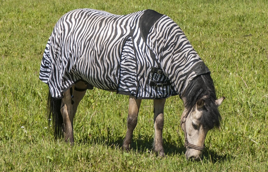 Why Your Horse Needs A Horse Fly Rug