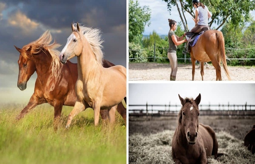 What Should You Consider Before Purchasing A Horse